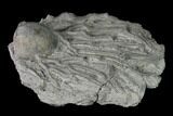 Fossil Crinoid (Arthroacantha) - Silica Shale #138627-1